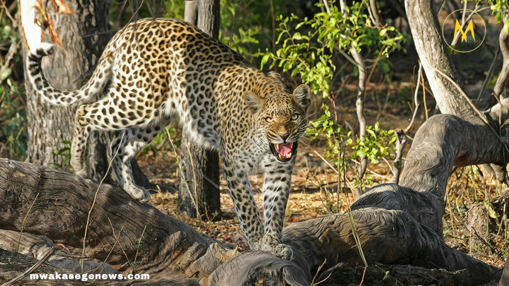 Leopard resting on a tree branch in natural habitat