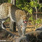 Leopard resting on a tree branch in natural habitat