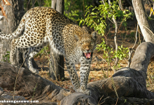 Leopard resting on a tree branch in natural habitat