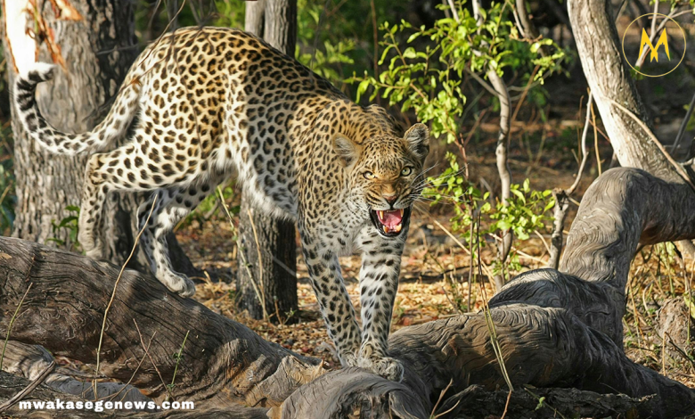 Leopard resting on a tree branch in natural habitat