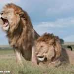A majestic male lion with a full mane resting in the savannah