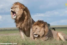 A majestic male lion with a full mane resting in the savannah