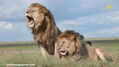 A majestic male lion with a full mane resting in the savannah