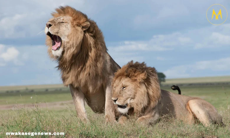 A majestic male lion with a full mane resting in the savannah