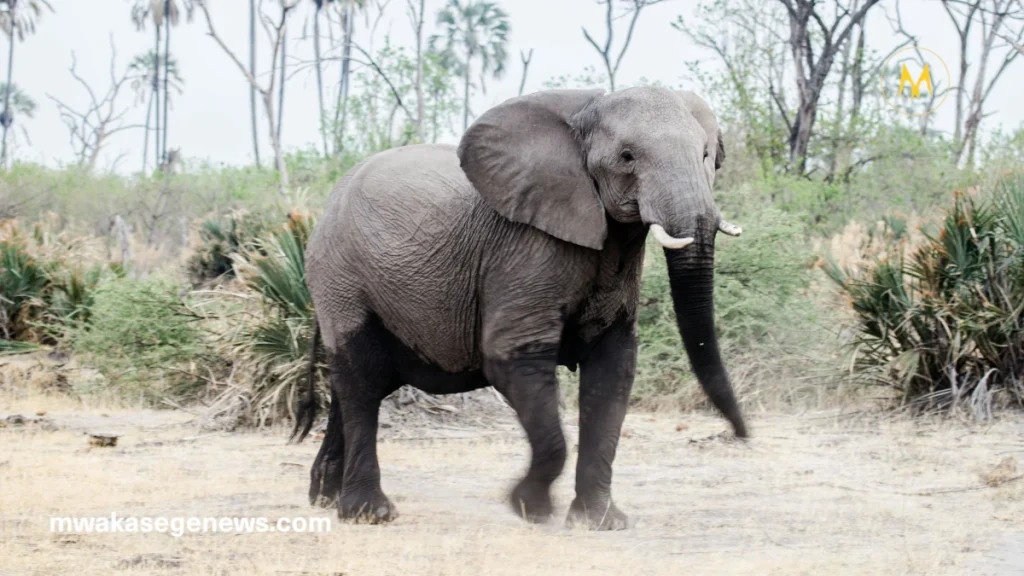 Baby elephant learning survival skills in the wild with herd