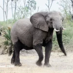 Baby elephant learning survival skills in the wild with herd