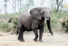 Baby elephant learning survival skills in the wild with herd