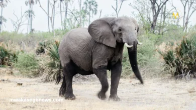 Baby elephant learning survival skills in the wild with herd