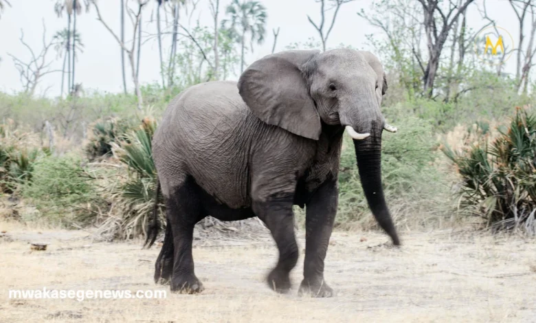 Baby elephant learning survival skills in the wild with herd