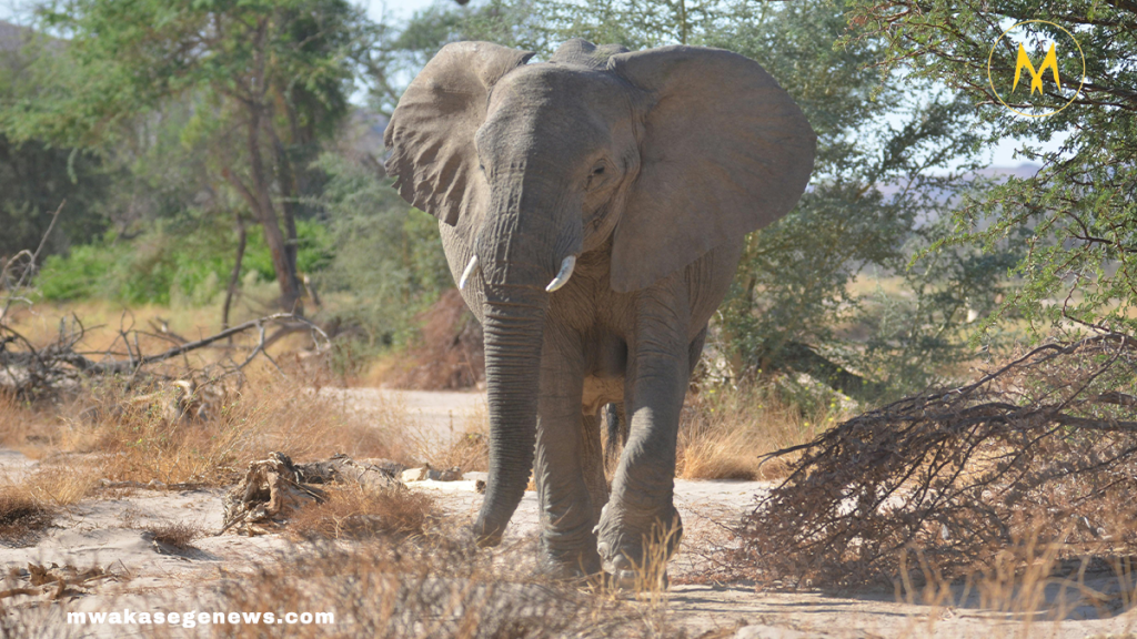 An elephant approaching a man with a raised trunk, symbolizing reunion.