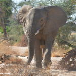An elephant approaching a man with a raised trunk, symbolizing reunion.