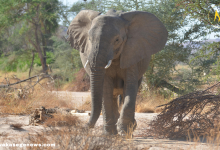 An elephant approaching a man with a raised trunk, symbolizing reunion.