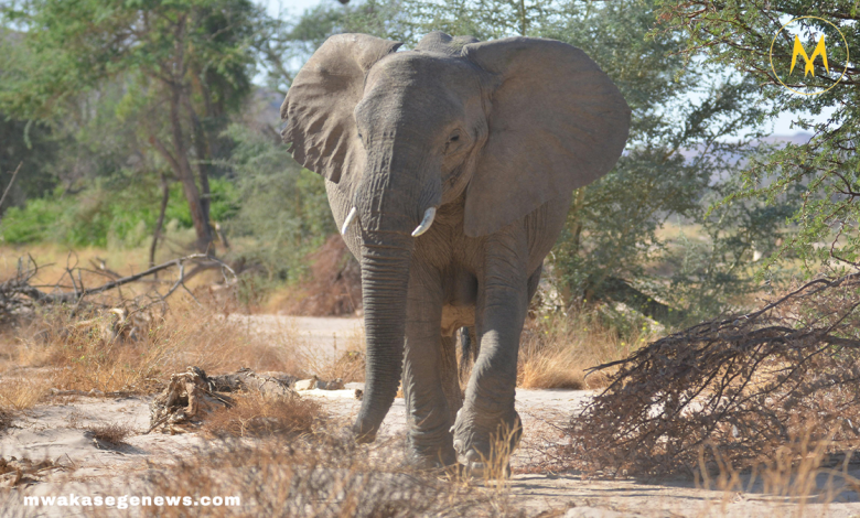 An elephant approaching a man with a raised trunk, symbolizing reunion.