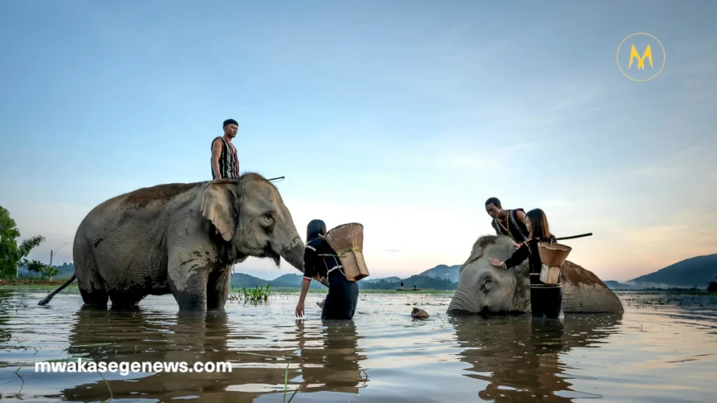 A gentle elephant interacting with a human in a natural setting.