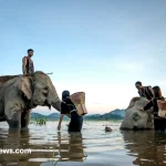 A gentle elephant interacting with a human in a natural setting.