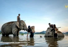 A gentle elephant interacting with a human in a natural setting.