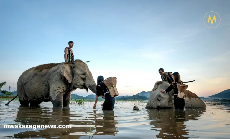 A gentle elephant interacting with a human in a natural setting.