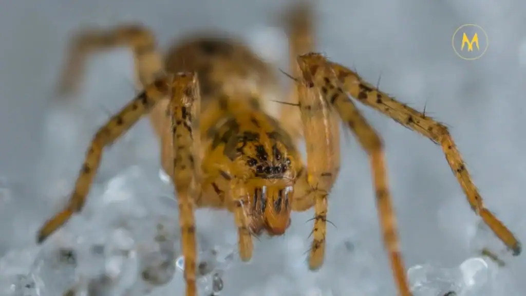 Flesh-eating screwworm parasite infection