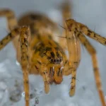 Flesh-eating screwworm parasite infection