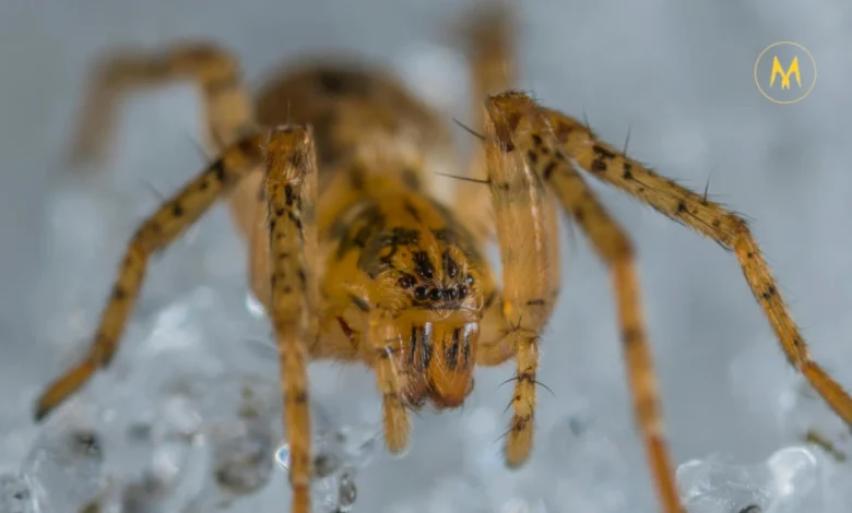 Flesh-eating screwworm parasite infection