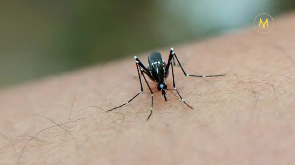 Mosquito transmitting West Nile Virus to humans