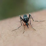 Mosquito transmitting West Nile Virus to humans