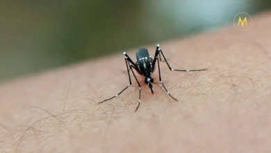 Mosquito transmitting West Nile Virus to humans