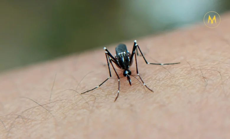 Mosquito transmitting West Nile Virus to humans