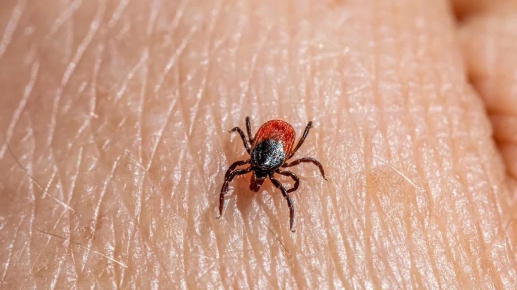 Tick on human skin symbolizing Lyme disease awareness in 2025