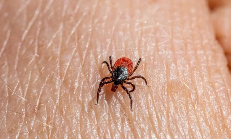 Tick on human skin symbolizing Lyme disease awareness in 2025